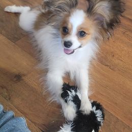 Papillon Puppies from Clearlake Papillons