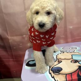 Noel - White male Poodle puppy in Mobile, Alabama from Semmy’s Standard Poodle LLC