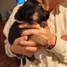 Girl 4 lavender collar - Black and tan female German Shepherd puppy in Nye, Montana from Duke AKC Shepherds