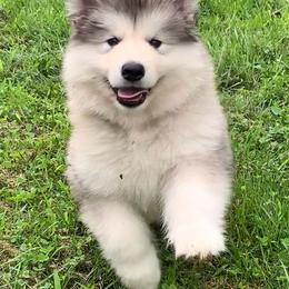 Chickie - Gray and white male Alaskan Malamute puppy in Palmyra, Michigan from Illusion Kennel