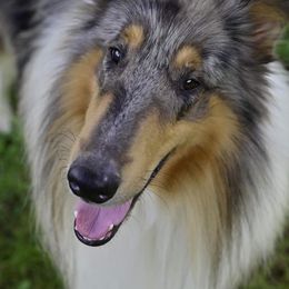 Anvil - Collie