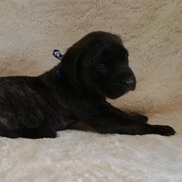 Mastiff and Neapolitan Mastiff Puppies from Sims English Mastiffs