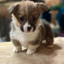 Labrador Retriever and Pembroke Welsh Corgi Puppies from White Star Corgis