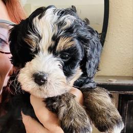 Dancer - Tri-color female Bernedoodle puppy in Saint Francis, Kansas from Land of Oz Doodles