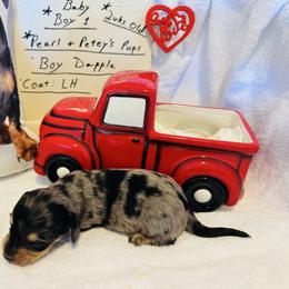 Boy 1 - Dapple male Dachshund puppy in Stilwell, Oklahoma from Starr Springs Doxies