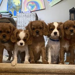 Cavalier King Charles Spaniel Puppies from Heart of a Cavalier