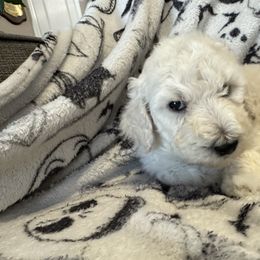 Poodle Puppies from Austin poodles