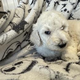 Poodle Puppies from Austin poodles