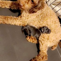 Poodle and Yorkipoo All Grown Up from Bella Dreamss LLC