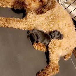 Poodle and Yorkipoo All Grown Up from Bella Dreamss LLC