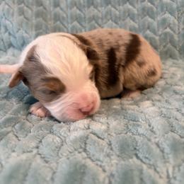 Pecan pie - Red merle male Miniature American Shepherd puppy in Groesbeck, Texas from Epic Miniature American Shepherds