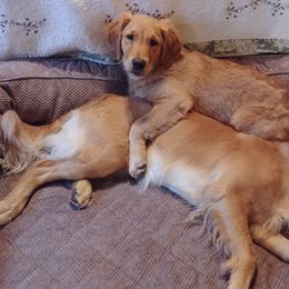 Golden Retriever Puppies from Topmast Goldens