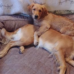 Golden Retriever Puppies from Topmast Goldens