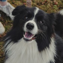 Border Collie puppies from Snowbird Border Collies