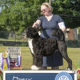 Streak - Portuguese Water Dog