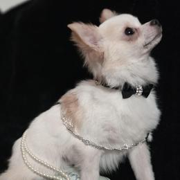 Tucker - Chihuahua