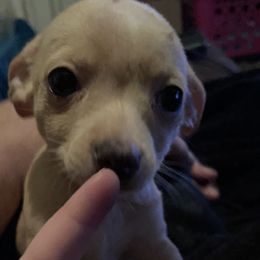 Chihuahua Puppies from Grandbaby Chihuahuas