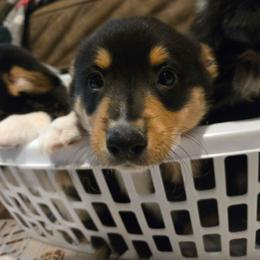 Hannahs Green boy - Black and tan male Pembroke Welsh Corgi puppy in Necedah, Wisconsin from The 6Ks Paws and Hobbies