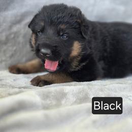 Black Collar - Black and red male German Shepherd puppy in Sumner, Iowa from Vom Wilke Kennels