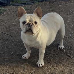 Daisy - Cream female French Bulldog puppy in Hemet, California from Bowman Pups