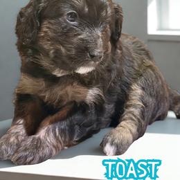 Toast - Sable male Aussiedoodle puppy in Ellenburg Center, New York from Kristin's Puppies