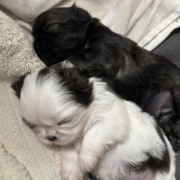 Shih Tzu puppies from CID Love