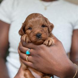 Boy 1 - male Cavapoo puppy in Medford, Oregon from Birdie's Nest