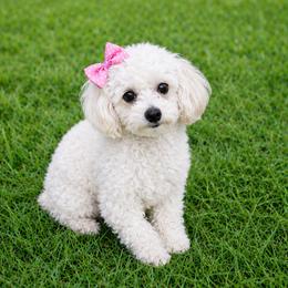 Lola - Poodle