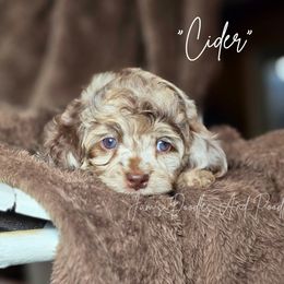 Cider - Merle male Cockapoo puppy in Cleveland, Georgia from Jam's Doodles And Poodles