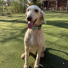Mazie - Cream female Goldendoodle puppy in Fort Worth, Texas from Shapa Breeding