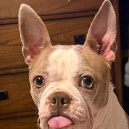 Tater tots - Boston Terrier