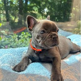 Alvin - Blue male French Bulldog puppy in Salisbury, Maryland from 77 Frenchies Maryland