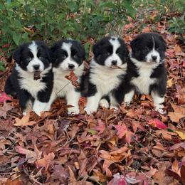 Australian Shepherd Puppies from Drummond Aussies