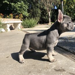 French Bulldog Puppies from French Bulldog Loco
