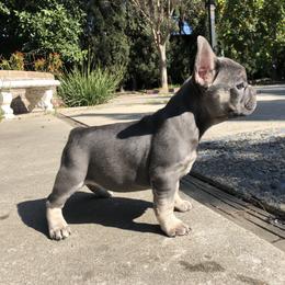 French Bulldog Puppies from French Bulldog Loco