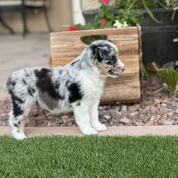 Miniature Australian Shepherd Puppies from B my Sunshines Mini Aussies