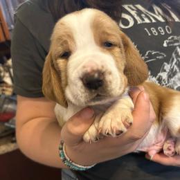 RED boy Boone - Red and white male Basset Hound puppy in Saint Cloud, Florida from Mockingbird Hollow Bassets
