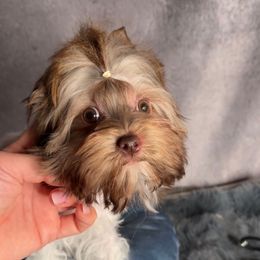 Beatrice biro - Chocolate, tan and white female Yorkshire Terrier puppy in California from Yorkie & Maltese Royalty