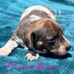 Dachshund Puppies from Camacho_Dachshunds