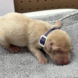 Purple - Yellow female Labrador Retriever puppy in Derby, Kansas from Wheatland Retrievers