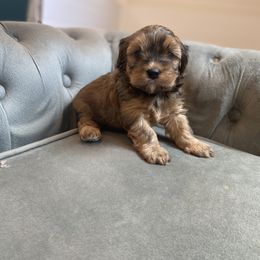 Havanese and Havapoo Puppies from Ladypawspuppies