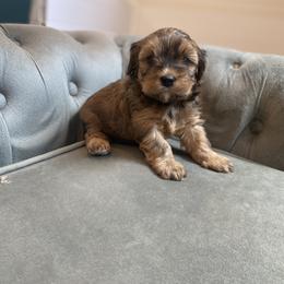Havanese and Havapoo Puppies from Ladypawspuppies