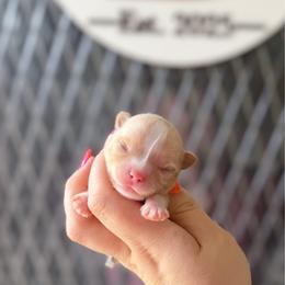 Bruiser - Fawn and white male Chihuahua puppy in Harrison, Michigan from Cloud9 Chihuahuas