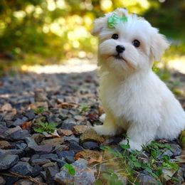 Companion Cross, Mal-Shi, Maltese, Maltipoo, Morkie, and Shih Tzu Puppies from Seeking Shalom Acres Maltese, Maltipoos & Havamalts