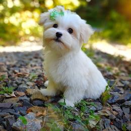 Companion Cross, Mal-Shi, Maltese, Maltipoo, Morkie, and Shih Tzu Puppies from Seeking Shalom Acres Maltese, Maltipoos & Havamalts