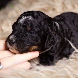 Storm - Tri-color female Bernedoodle puppy in Tyner, Kentucky from Good Dog Doodles