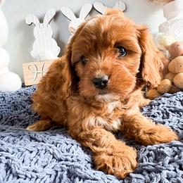 Harbor - Red male Cavapoo puppy in Tolleson, Arizona from Pixie Dust Cavaliers