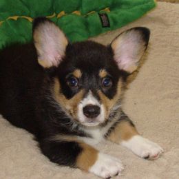 Pembroke Welsh Corgis from Dawn Dobbs's Pembroke Welsh Corgis