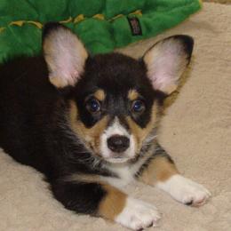 Pembroke Welsh Corgis from Dawn Dobbs's Pembroke Welsh Corgis