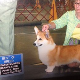 German Shepherd and Pembroke Welsh Corgi All Grown Up from Dell-Mar